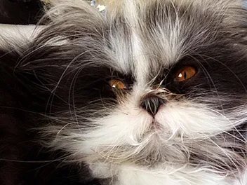 We Chat With the Owner of Atchoum the Celebrity Cat