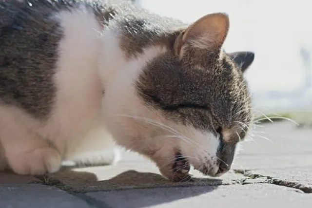 My Cat Just Threw Up, What Should I Do? (6 Vet-Approved Treatment Tips)