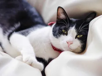 What Emotions Can Cats Feel? What Science Has to Say