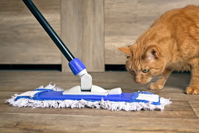 How to Clean Up Cat Vomit: 9 Helpful Tips