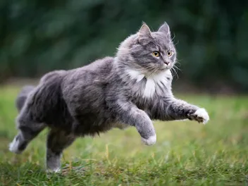 How Do Cats Run? The Amazingly Complex Details! (Vet-Verified)