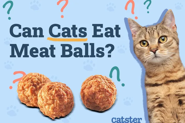 Can Cats Eat Meatballs? Vet-Reviewed Dangers & Facts