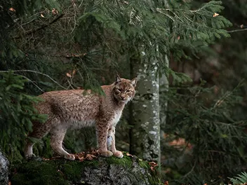Can a Bobcat Breed With a Domesticated Cat? Vet-Verified Facts