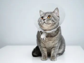 What Are E-Collars for Cats? Vet-Reviewed Types, Pros, Cons & FAQ