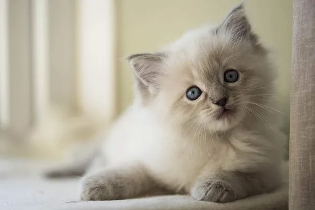 Ragdoll Kittens for Sale in the UK: 2026 Breeders List