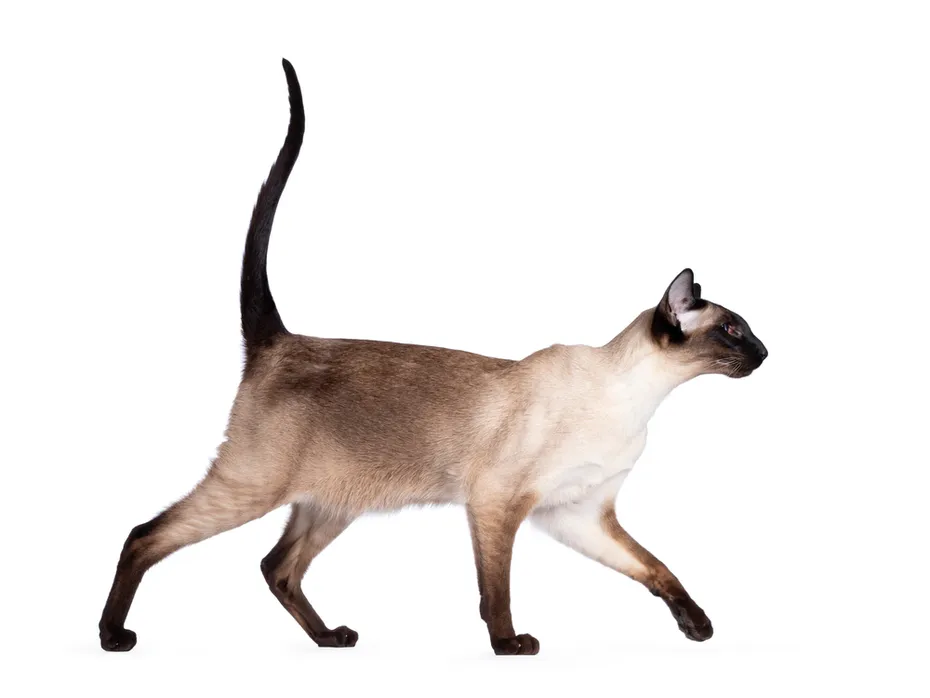 Young Seal Point Siamese cat on white background