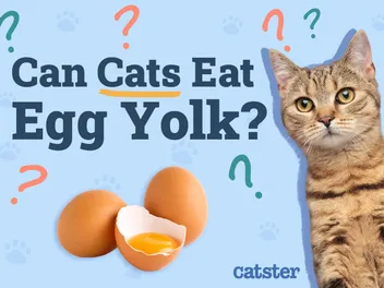 Can Cats Eat Egg Yolk? Vet-Approved Nutrition Facts