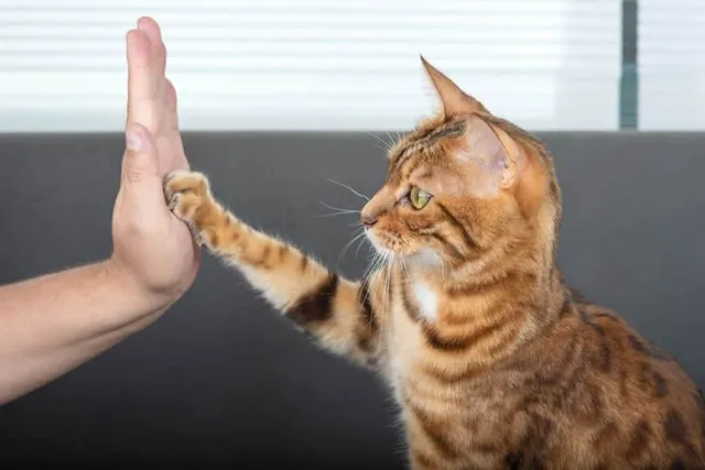 What Is Cat Mirroring? Vet-Reviewed Facts & Why They Do It