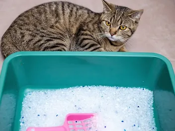 Crystal Cat Litter: Vet-Verified Overview, Pros, Cons & Alternatives