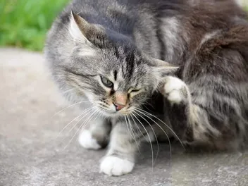 Can Fleas Kill a Cat? Vet-Approved Facts & Safety Guide