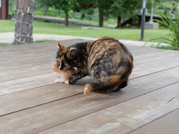 Why Does a Mother Cat Move Only One Kitten? 4 Vet-Approved Reasons & When to Worry