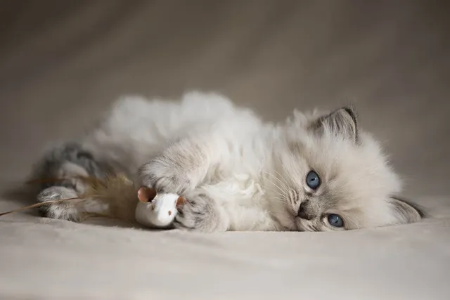Ragdoll Kittens for Sale in New Jersey: Breeders List 2026