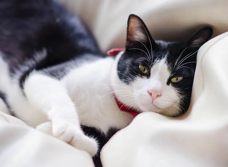 Cute tuxedo cat is smiling and lying down in comfy bed