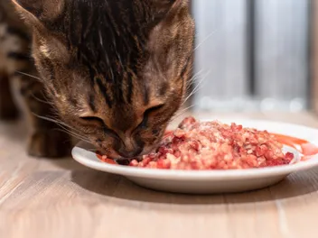 Rad Cat Raw Food Diet - Are They Still in Business? Facts, Recalls & FAQ
