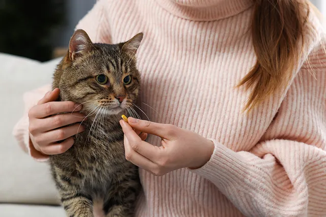 How to Cut Pills Easily & Accurately for Your Cat: Vet-Verified Tips