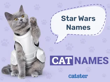 100+ Star Wars Cat Names: Great Ideas for Your incredible Cat