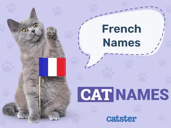 125 French Cat Names: Great Ideas for Your Stylish Cat