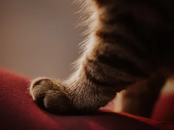 6 Reasons Your Cat Kneads and Purrs: Vet-Approved Facts