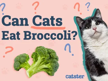 Can Cats Eat Broccoli? Vet-Reviewed Nutritional Facts & FAQ