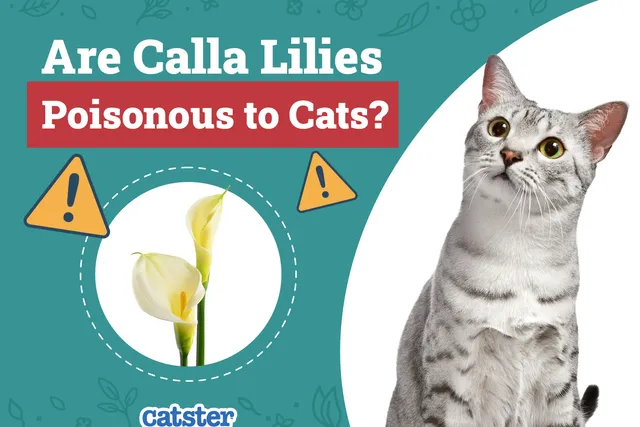 Are Calla Lilies Poisonous to Cats? Vet-Verified Facts & Safety Guide