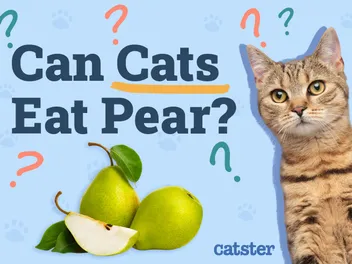Can Cats Eat Pears? Vet-Verified Nutrition Facts & FAQ