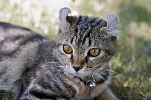 Highlander Cat Breed: Info, Pictures, Temperament & Traits
