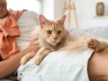 Why Are Some Cats Lap Cats While Others Aren’t? Vet-Reviewed Reasons