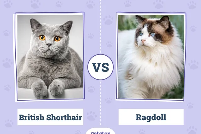 British Shorthair Cat vs Ragdoll Cat: What's the Difference? (With Pictures)
