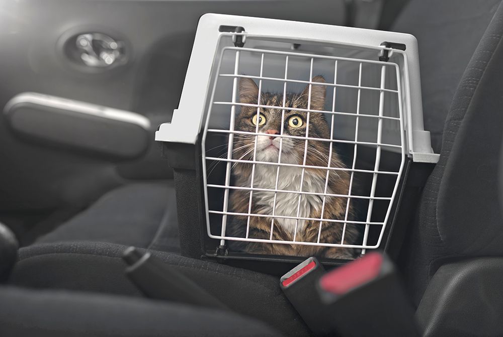 maine coon cat in the carrier riding the car