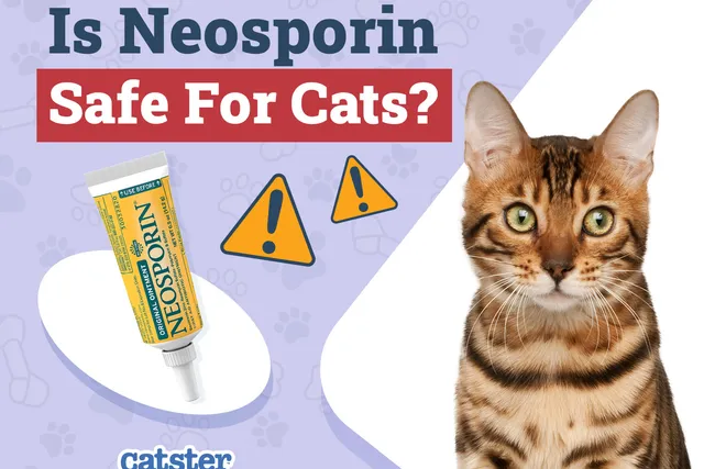Is Neosporin Safe for Cats? Vet-Reviewed Advice