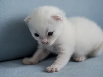 Will My Kitten Be Short or Longhaired? Genetics & Physical Traits Explained