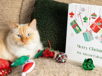 7 Best Cat Advent Calendars In 2026 – Reviews & Top Picks