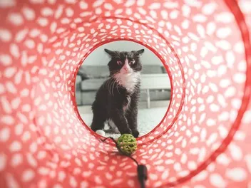Why Do Cats Like Tunnels? 7 Vet-Verified Interesting Reasons
