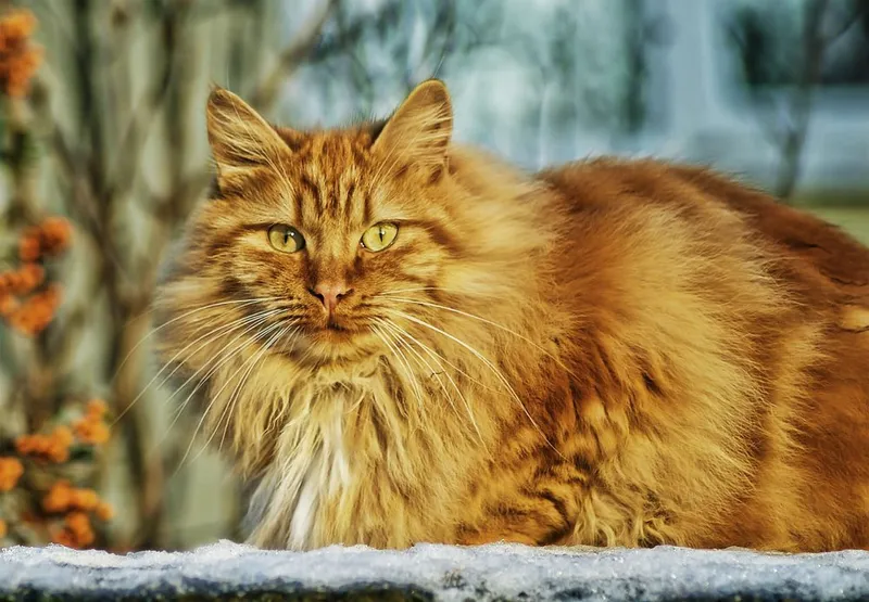 red tabby norwegian forest cat close up