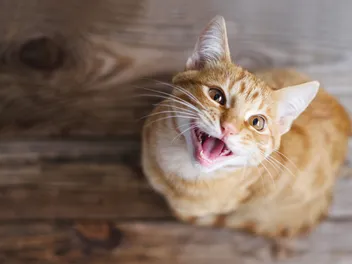 Why Do Cats Cry at Night? 8 Vet-Reviewed Reasons