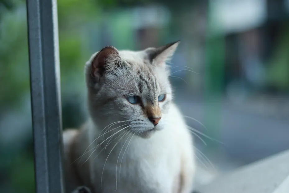 Blue-eyed cats or Ojos Azules