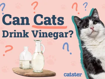 Can Cats Drink Vinegar? Vet-Verified Health & Safety Facts