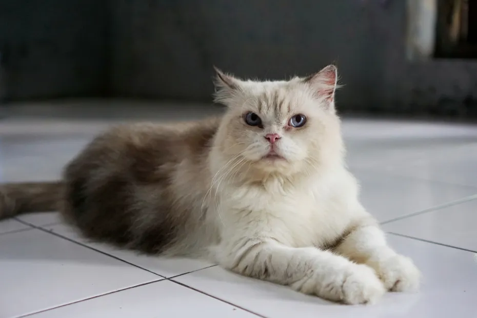 A Himalayan cat laying on a living room floor