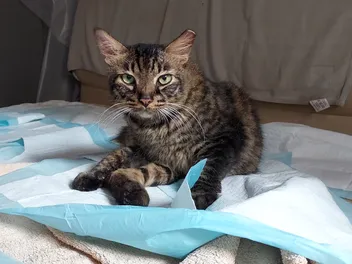 From Misfortune to Blessing: How a Cat Lost a Leg, But Got a Forever Home