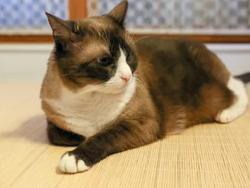 Snowshoe Cat Lifespan: How Long Do They Live? Average Lifespan Data & Facts