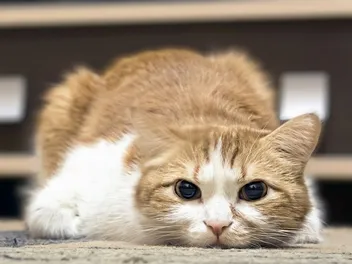 Will My Foster Cat Think I Abandoned Them? Vet-Verified Facts & Considerations