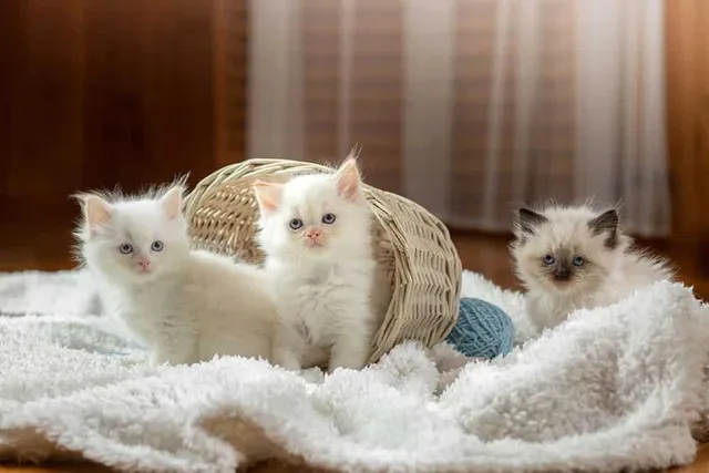 Ragdoll Kittens for Sale in Pennsylvania: Breeders List 2026