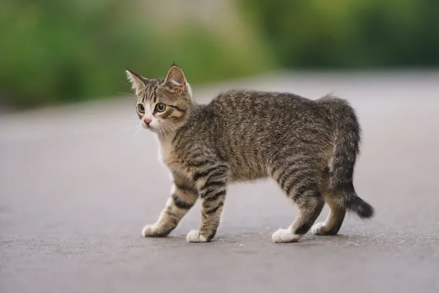 Can a Kitten Survive With a Broken Tail? Our Vet Explains