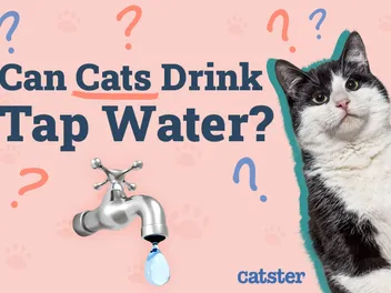 Can Cats Drink Tap Water? Vet Approved Facts & FAQ