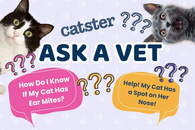 Ask Dr. Paola – Help! How Do I Know if it's Ear Mites! (May 4, 2026)