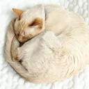 Why Do Cats Sleep in a Circle? Vet Reviewed Reasons