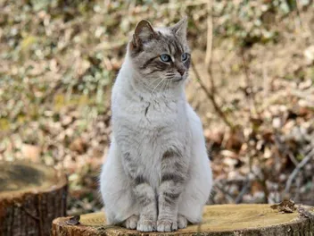 Why Do Cats Run Away? 10 Common Reasons for This Behavior