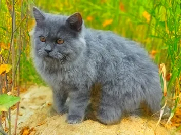 Grey Persian Cat Breed: Info, Pictures, Care & More