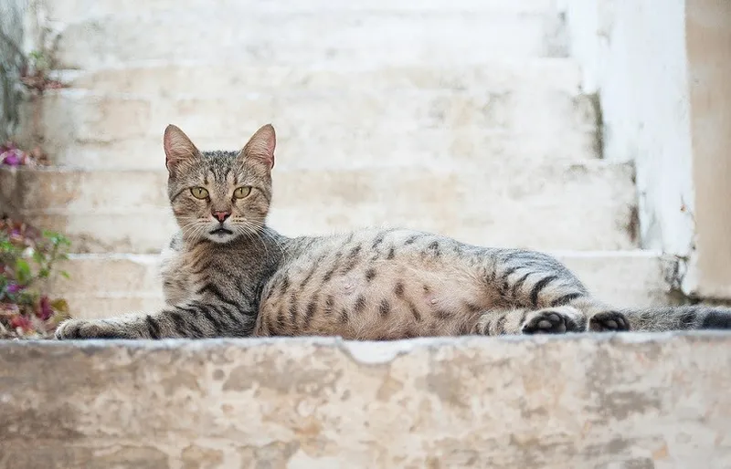 beautiful pregnant cat