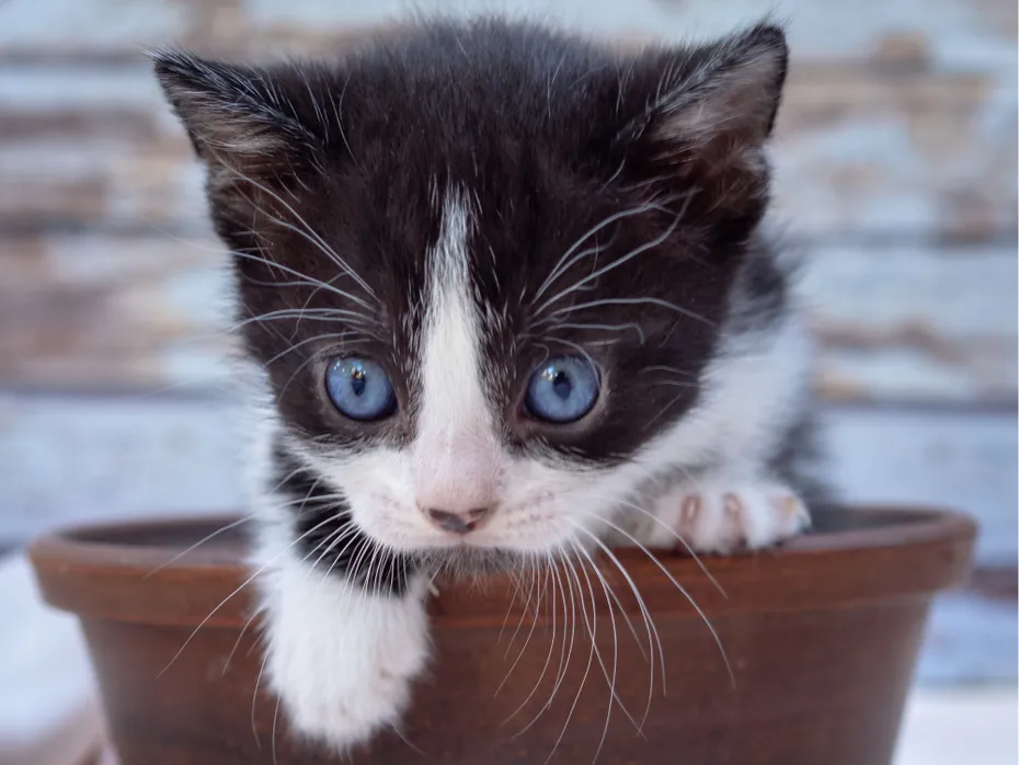 Cute Munchkin kitten inside a small terra cota vase